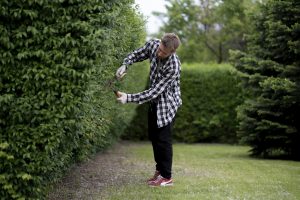 a gardener cut the hedge with the hedge shears outside