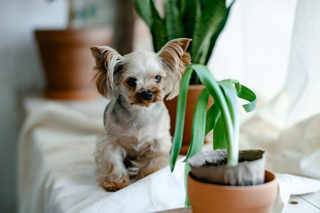 Indeklima og Luftfugtighed: Planter og Ventilation til Et Sundt Hjem