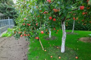 Apple garden is full of red apples