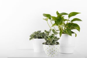 house plants