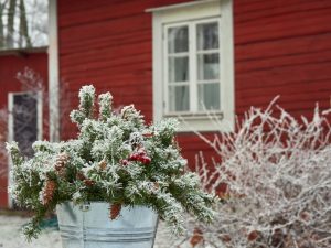 Havetips Februar: Forbered Din Have til Foråret