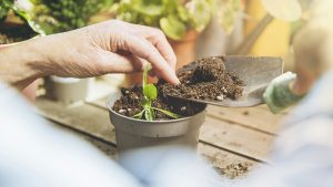 Hvorfor kommer der mug i mine potteplanter?